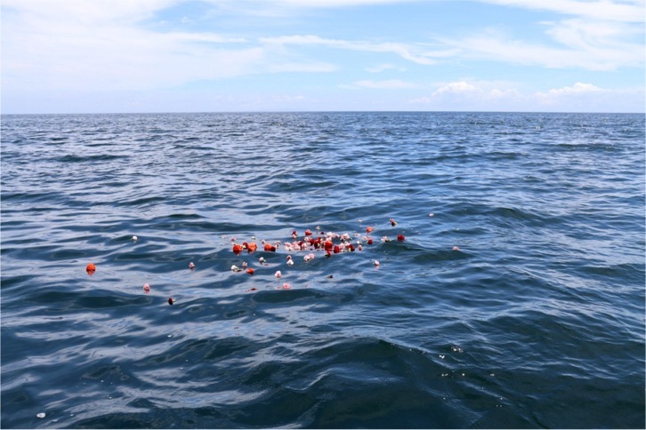 imgi_63_6ffd5db8f864c5f86e83e1a2e953e0de